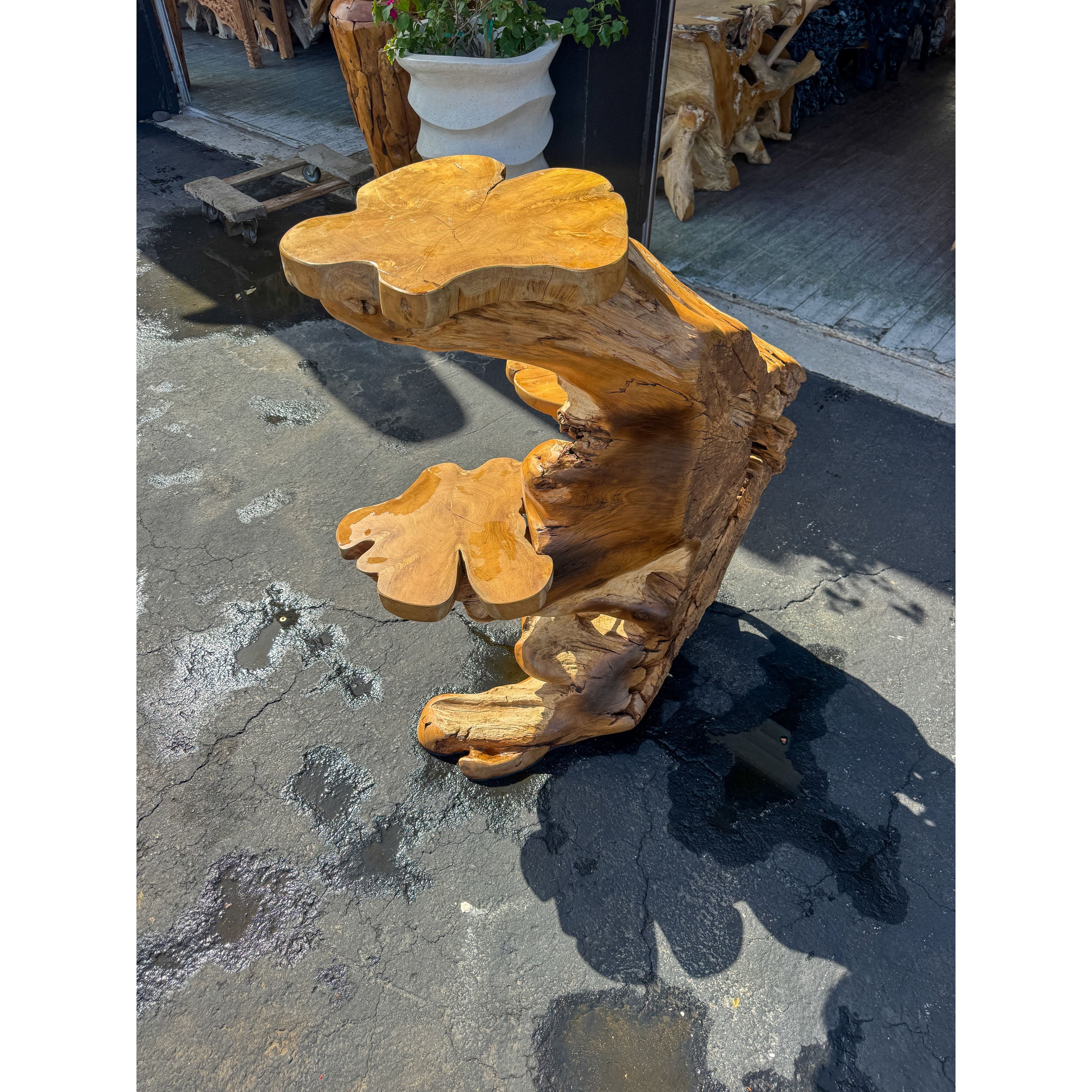 Teak Root Display (4A) Broward Design Center