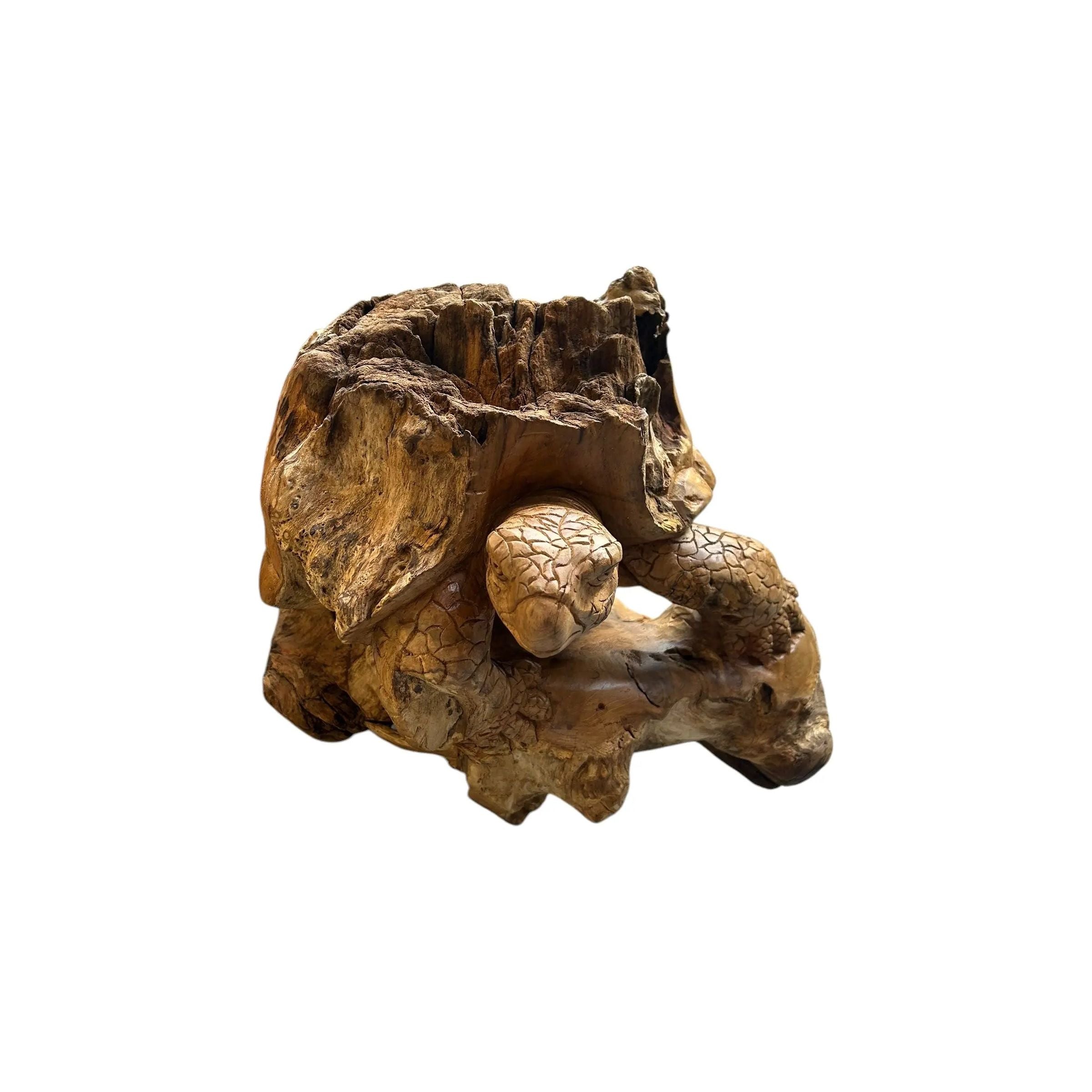 Teak Turtle Anteak 10/9/24