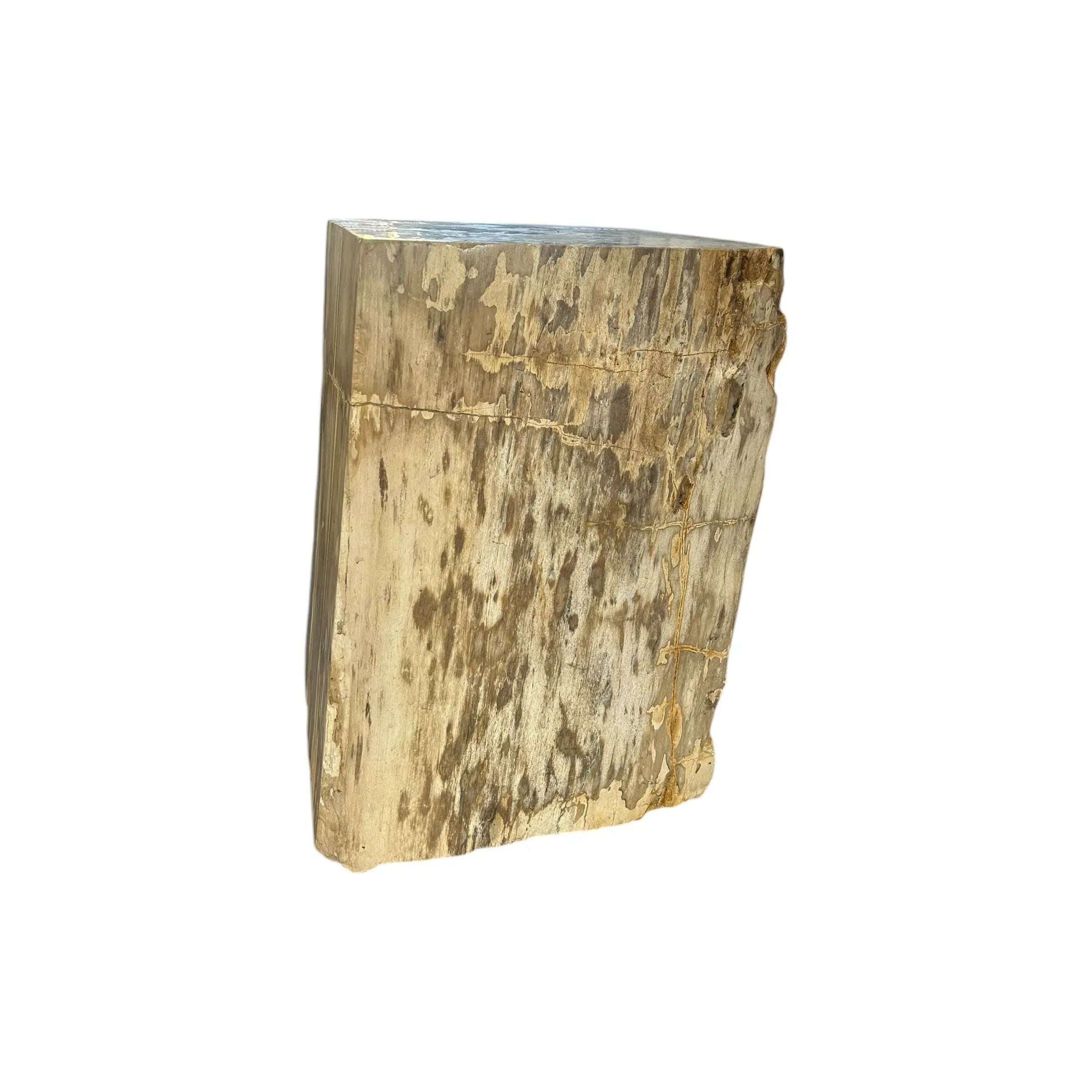 Petrified Wood Stump (L) The Broward Design Center