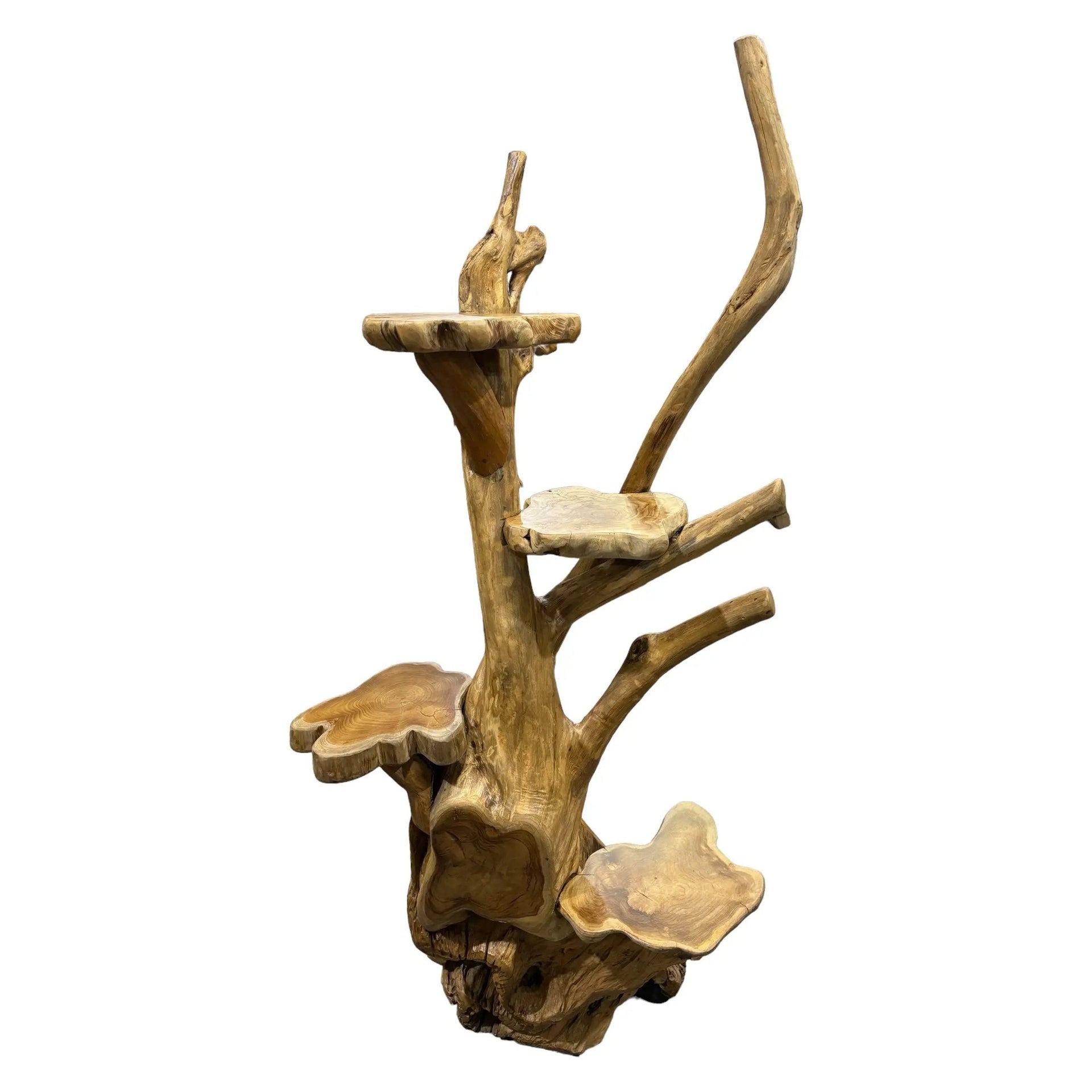 Teak Root Display (2A) Broward Design Center