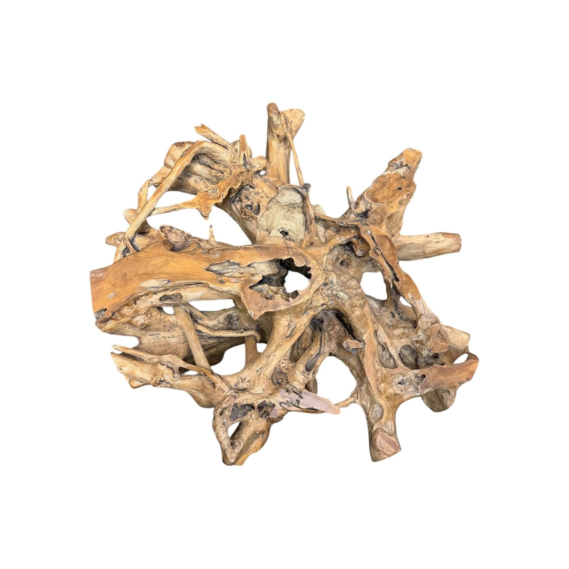 XL Teak Root Coffee Table The Broward Design Center