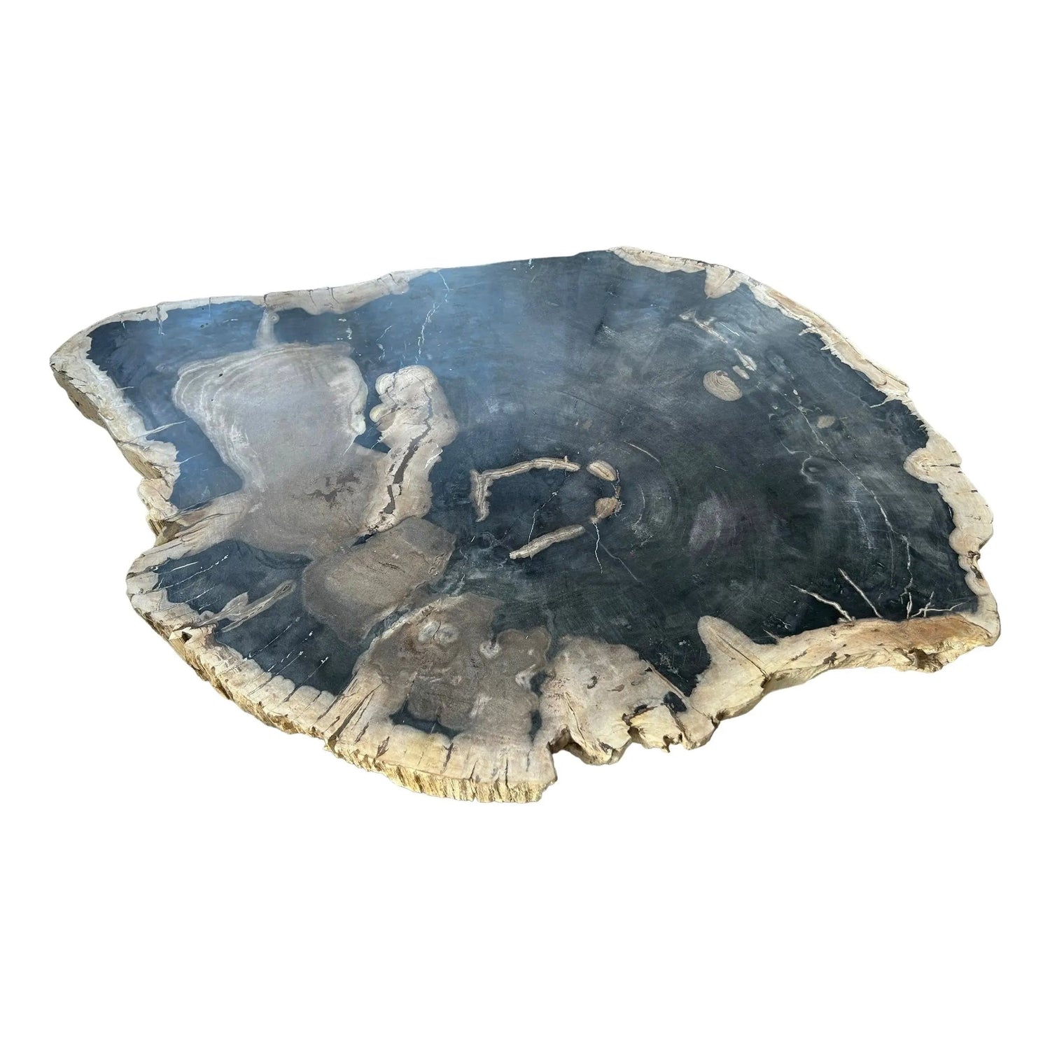 Petrified Wood Coffee Table Broward Design Center