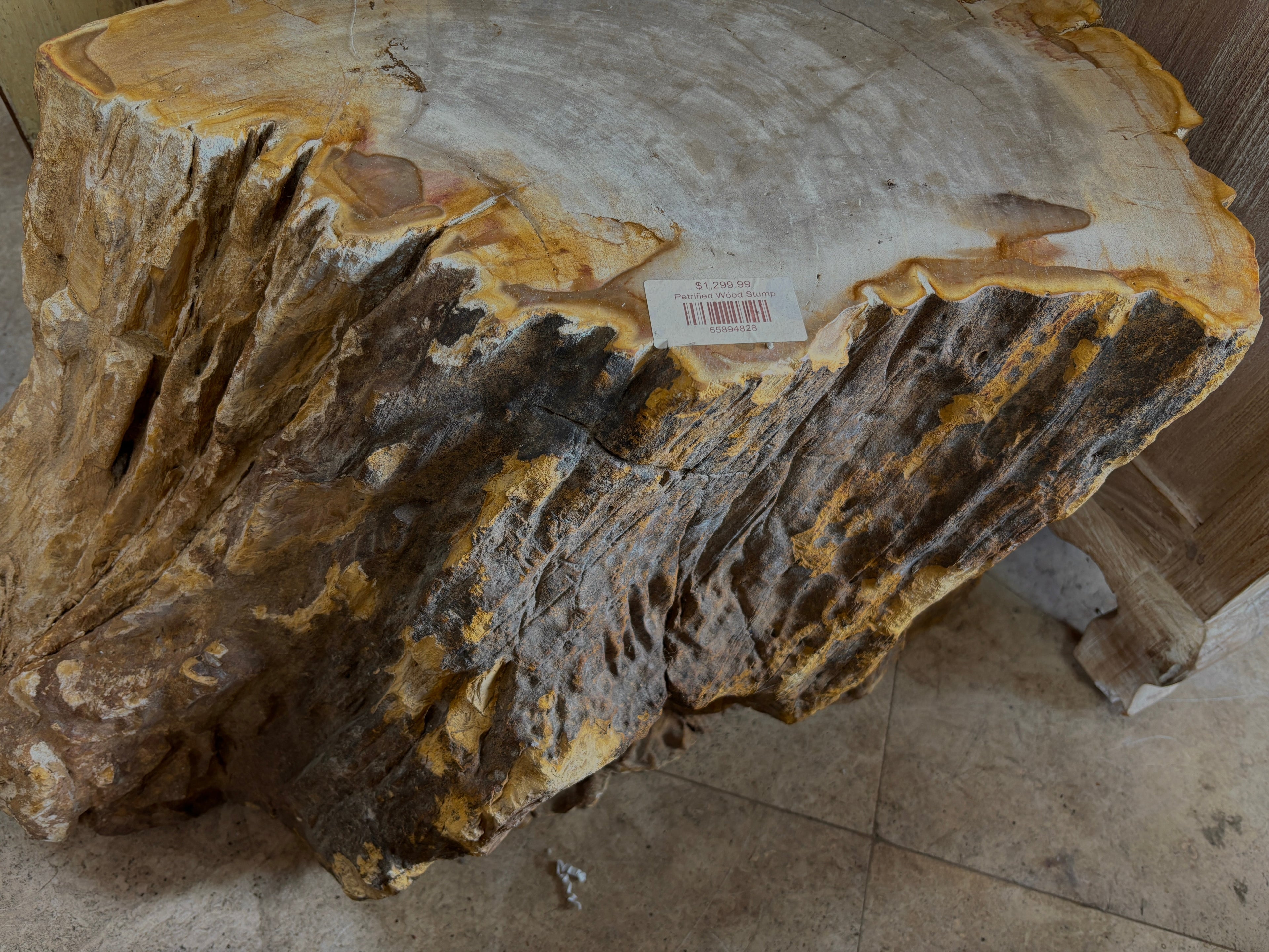 Petrified Wood Stump Broward Design Center
