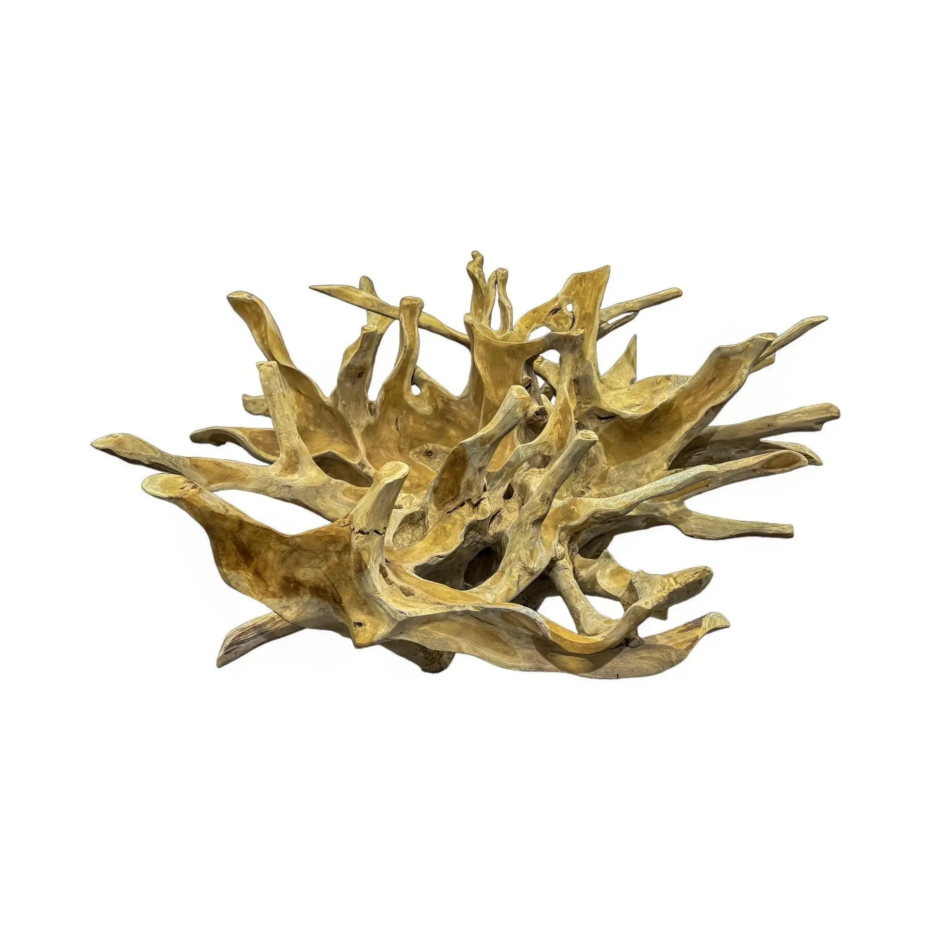 Teak Root Coffee Table kk Broward Design Center