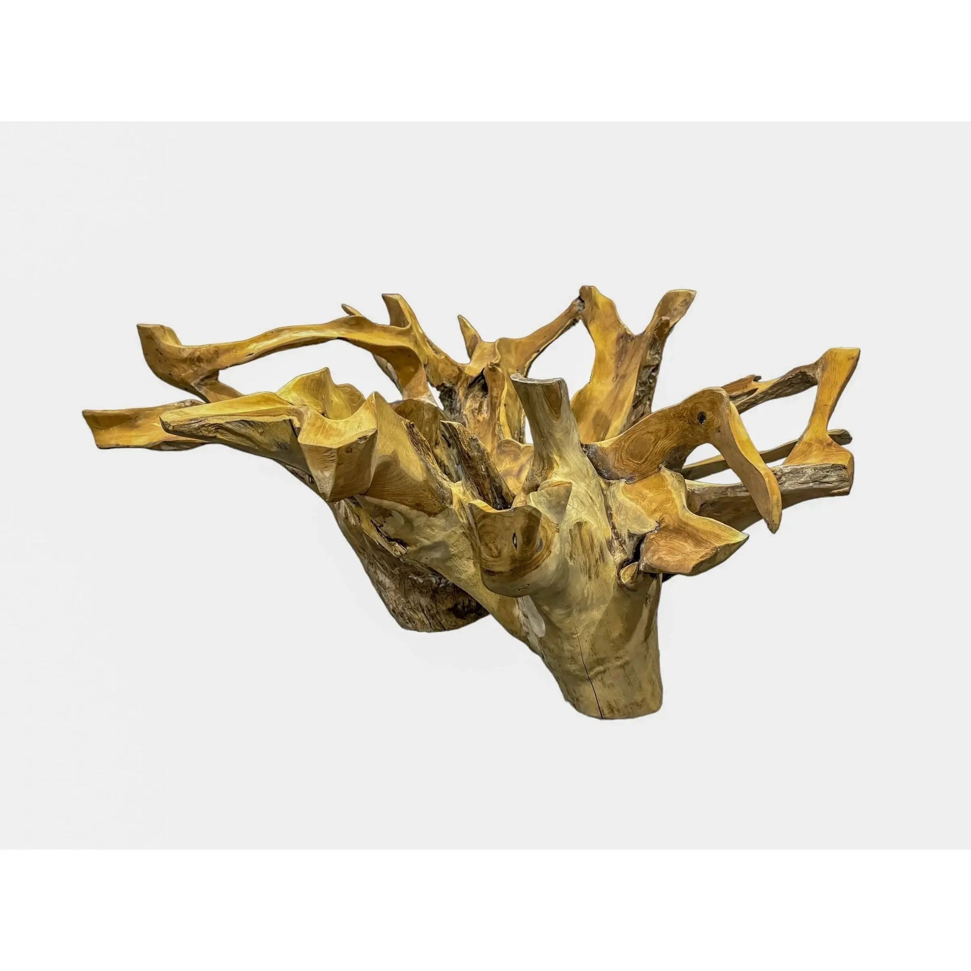 Teak Root Coffee Table kk Broward Design Center